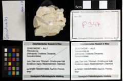 Foto (Objekt + Etiketten) von Goniodromites sp. 
